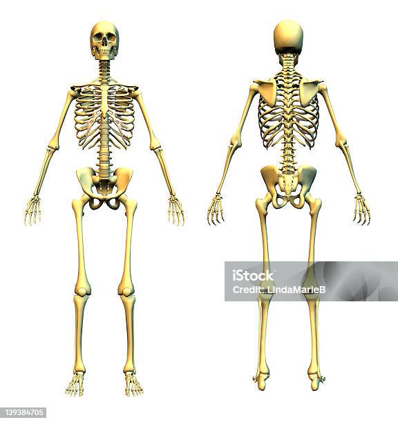 Szkielet Człowieka Z Przodu I Z Tyłu - zdjęcia stockowe i więcej obrazów Szkielet człowieka - Szkielet człowieka, Od tyłu, Widok od przodu
