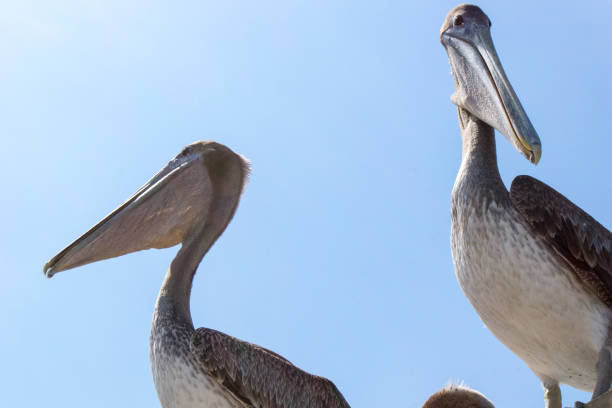 istock Pelicans prowling around a seashore local fish market 1393847246