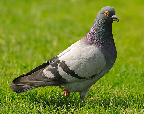 Close up of pigeon standing on grass, England, UK