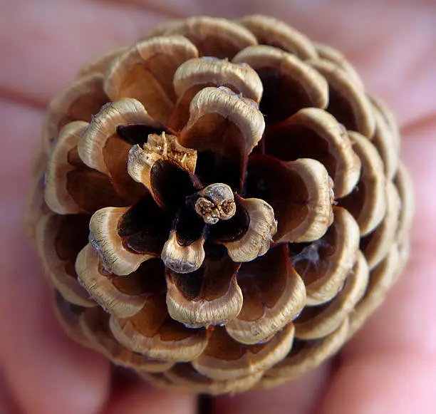 Close-up of a small baby pine cone in the palm of my wife's hands.