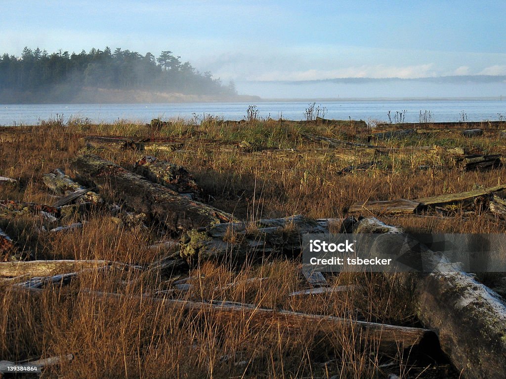 Bois flotté - Photo de Angle aigu libre de droits