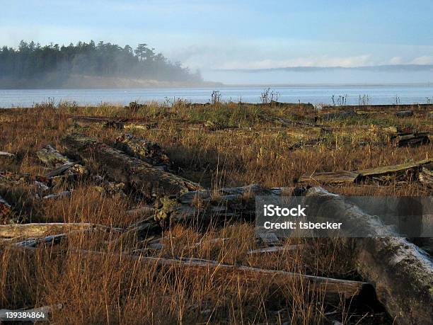 Photo libre de droit de Bois Flotté banque d'images et plus d'images libres de droit de Angle aigu - Angle aigu, Bois flotté, Brouillard