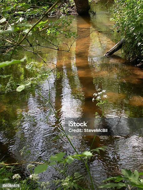 Reflektionen In Sandy Stream 01 Stockfoto und mehr Bilder von Biodiversität - Biodiversität, Vereinigtes Königreich, Agrarbetrieb