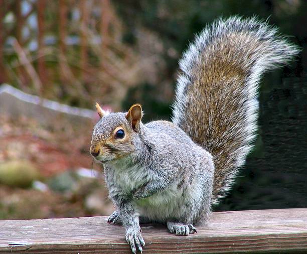 Gray Squirrel stock photo