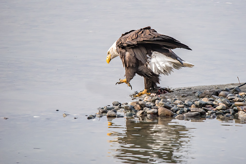 Bald Eagle walking into water to catch a fish near Haines, Alaska in western United States of America (USA).