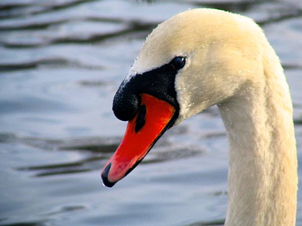 Swan profile stock photo