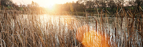 Beautiful view to lake or river with reed grass at sunset. Panoramic photo of nature.