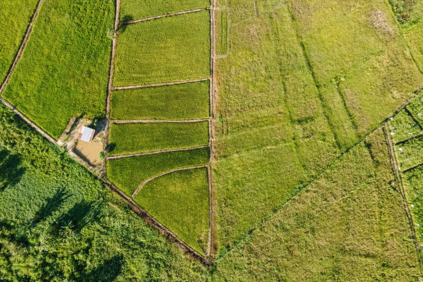 istock Aerial Drone View of Paddy Field 1393849275