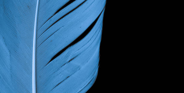 istock blue feather of a goose on a black background 1393849395