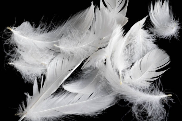 istock white feather of a goose on a black background 1393849404