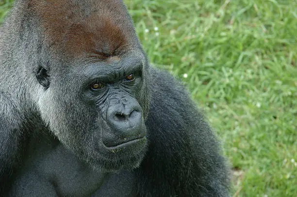 Profile of a gorilla