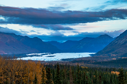 Matanuska is a valley glacier near Glenn Highway in Alaska.yellow colored foliage dot the landscape during autumn.