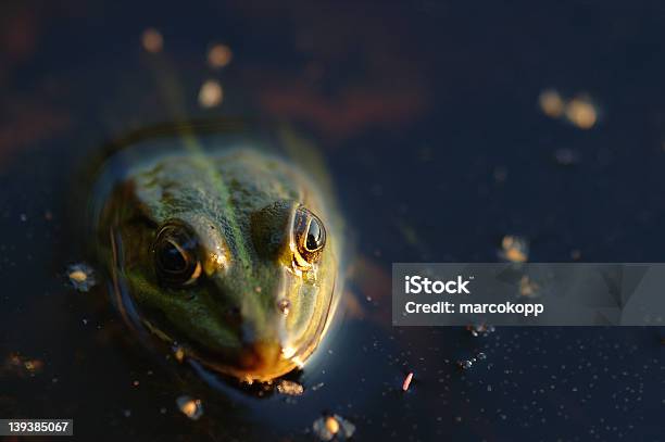 개구리 클로즈업 개구리에 대한 스톡 사진 및 기타 이미지 - 개구리, 공중 부양, 녹색
