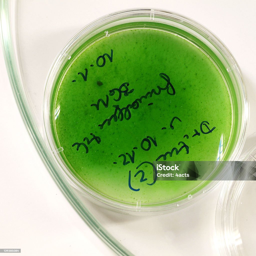 Vert liquides 2 - Photo de Algue libre de droits