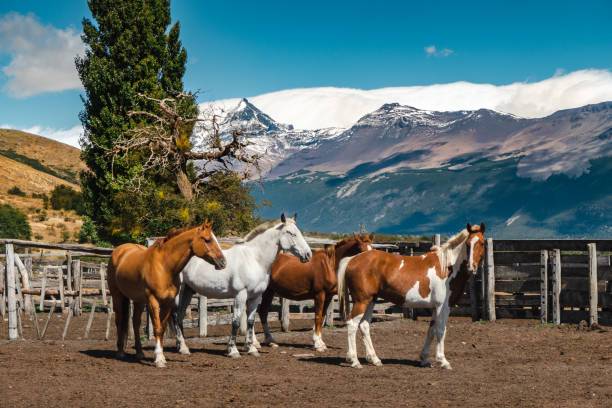 cuatro caballos se unen en una gran granja (estancia) en el parque nacional los glaciares en la patagonia, argentina. al fondo, una cordillera. clima soleado. - mountain famous place livestock herd fotografías e imágenes de stock