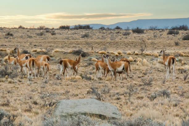A group og Guanacos (lama guanicoe) on the pampa in Argentina during sunset. Photo was made near Lake Argentina in the Los Glaciaros National Park.