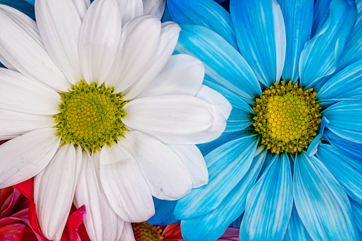 Up close to blue and white daises with bright colors