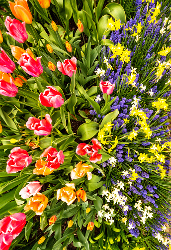 High angle view of a group of tulips, daffodils and grape hyacinths