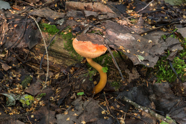 istock Nature of Belarus - mushrooms growing in forest. 1393851678