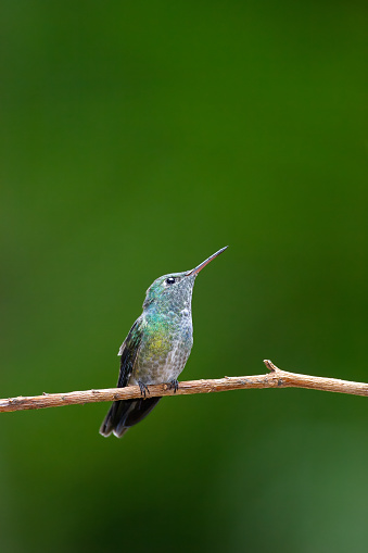 A Versicolored Emerald hummingbird sitting on a branch with green background