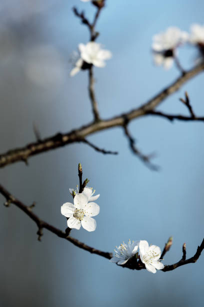 istock Flowering branch of apricot tree 1393852866