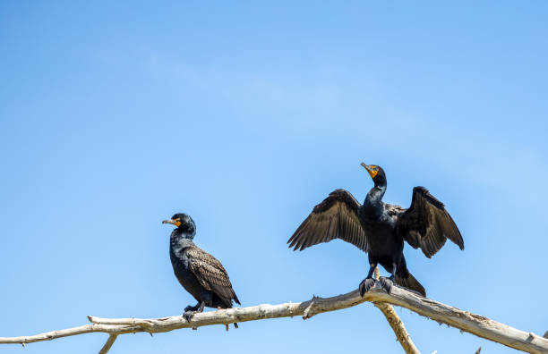 istock Double-crested cormorants (Nannopterum auritum) in the Lake Arbor Park 1393852952