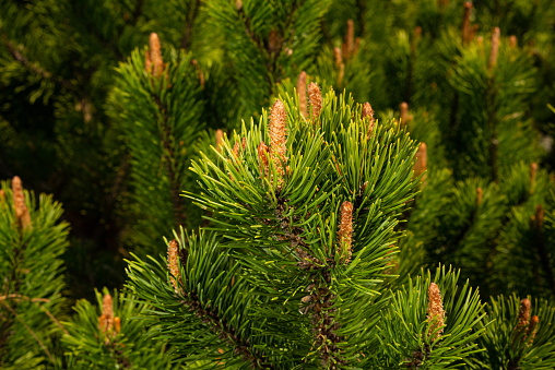 Young shoots of pine in sunny weather in the botanical garden.