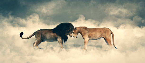 3d illustration, confrontation concept, 2 lions head to head