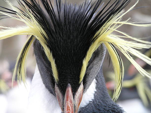 Get your hair cut! Rockhopper penuin. perguins stock pictures, royalty-free photos & images