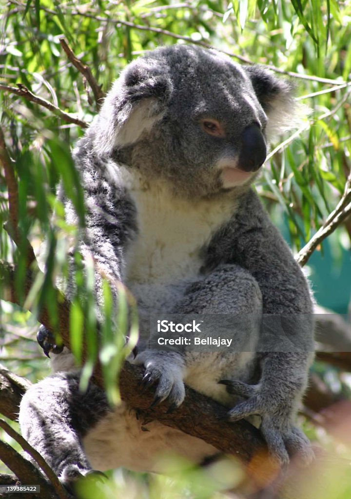 Koala - Foto stock royalty-free di Ambientazione esterna