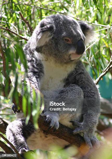 Koala - Fotografie stock e altre immagini di Ambientazione esterna - Ambientazione esterna, Animale, Animale selvatico