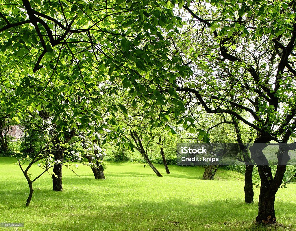 Obstgarten - Lizenzfrei Ast - Pflanzenbestandteil Stock-Foto