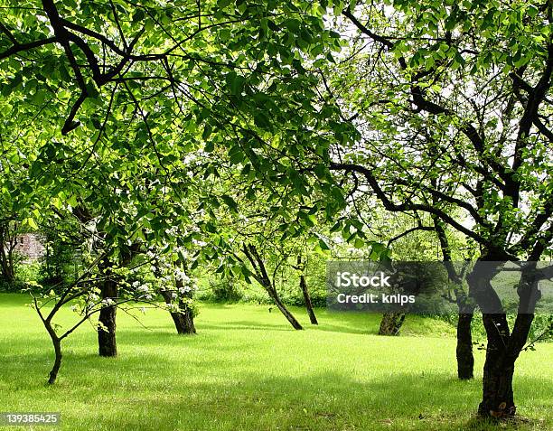 Obstgarten Stockfoto und mehr Bilder von Ast - Pflanzenbestandteil - Ast - Pflanzenbestandteil, Baum, Baumblüte