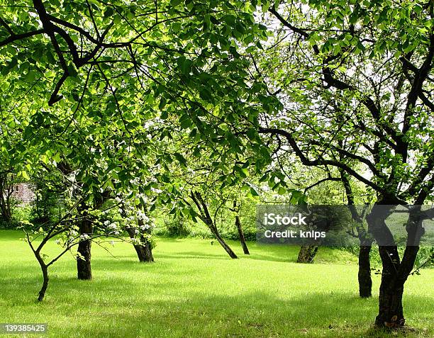 Foto de Pomar De Frutas e mais fotos de stock de Canteiro de Flores - Canteiro de Flores, Exterior, Florescer