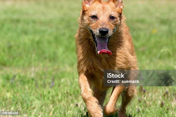 Hund Laufen Auf Sie Stockfoto und mehr Bilder von Aktivitäten und Sport - Aktivitäten und Sport, Behaart, Beweglichkeit