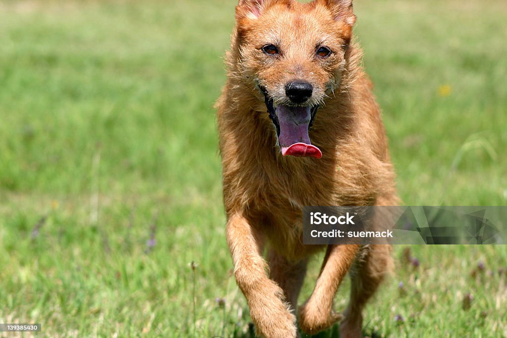 Perros corriendo hacia usted. - Foto de stock de Actividad libre de derechos