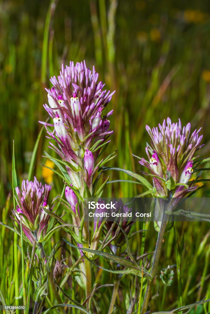 Owl's-clover, Castilleja densiflora, Tolay Lake Regional Park, Sonoma County, California. Castilleja densiflora is a species of Indian paintbrush known by the common name denseflower Indian paintbrush. Botany Stock Photo