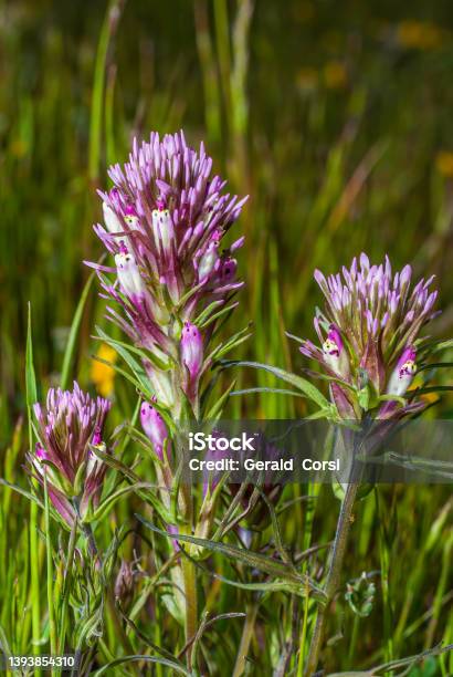Owlsclover Castilleja Densiflora Tolay Lake Regional Park Sonoma County California Castilleja Densiflora Is A Species Of Indian Paintbrush Known By The Common Name Denseflower Indian Paintbrush Stock Photo - Download Image Now
