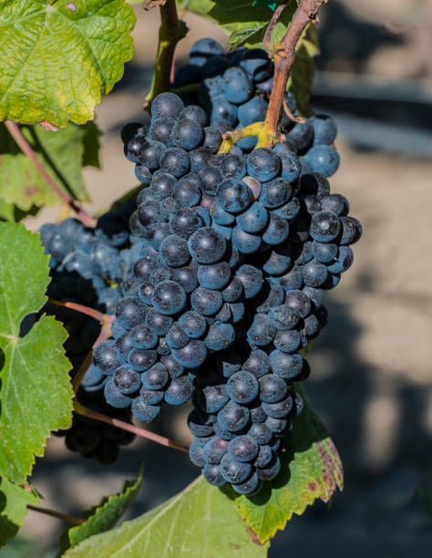 il pinot nero è un vitigno da vino nero della specie vitis vinifera. il nome deriva dalle parole francesi per "pino" e "nero" che alludono ai grappoli di frutta a forma di pigna viola scuro strettamente raggruppati del vitigno. - pinot noir grape black vinifera red wine foto e immagini stock