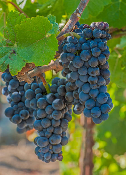 il pinot nero è un vitigno da vino nero della specie vitis vinifera. il nome deriva dalle parole francesi per "pino" e "nero" che alludono ai grappoli di frutta a forma di pigna viola scuro strettamente raggruppati del vitigno. - pinot noir grape black vinifera red wine foto e immagini stock