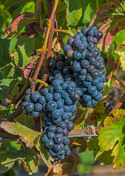 il pinot nero è un vitigno da vino nero della specie vitis vinifera. il nome deriva dalle parole francesi per "pino" e "nero" che alludono ai grappoli di frutta a forma di pigna viola scuro strettamente raggruppati del vitigno. - pinot noir grape black vinifera red wine foto e immagini stock