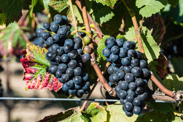 il pinot nero è un vitigno a bacca nera della specie vitis vinifera. il nome deriva dalle parole francesi per "pino" e "nero" che alludono ai grappoli di frutta a forma di pigna viola scuro strettamente raggruppati del vitigno. - pinot noir grape black vinifera red wine foto e immagini stock