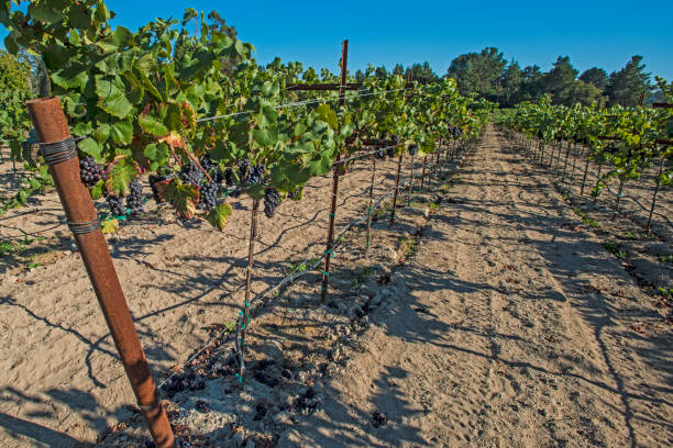 il pinot nero è un vitigno a bacca nera della specie vitis vinifera. il nome deriva dalle parole francesi per "pino" e "nero" che alludono ai grappoli di frutta a forma di pigna viola scuro strettamente raggruppati del vitigno. - pinot noir grape black vinifera red wine foto e immagini stock