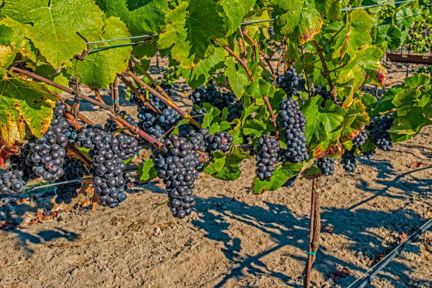 il pinot nero è un vitigno da vino nero della specie vitis vinifera. il nome deriva dalle parole francesi per "pino" e "nero" che alludono ai grappoli di frutta a forma di pigna viola scuro strettamente raggruppati del vitigno. - pinot noir grape black vinifera red wine foto e immagini stock