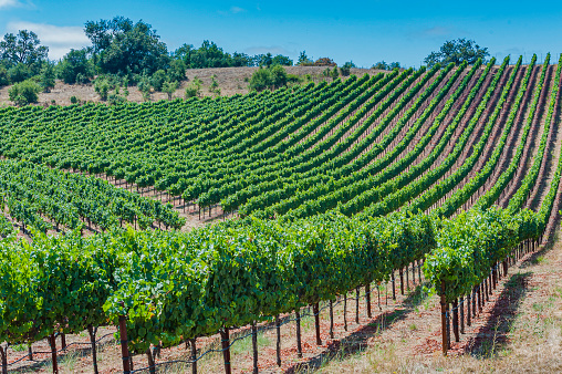 Springtime in the vineyard with rows of vines showing new growth. Sonoma County, California. Vitis vinifera, Vitaceae.