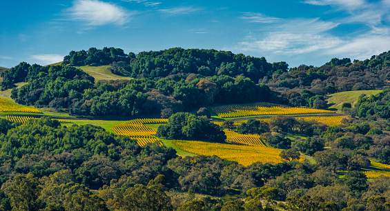 Fall colors in the vineyard, Sonoma County, California; A grape is a non-climacteric fruit, specifically a berry, that grows on the perennial and deciduous woody vines of the genus Vitis.