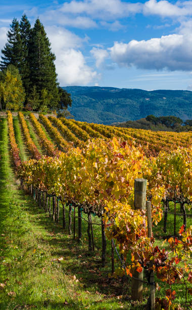istock Fall colors in the vineyard, Sonoma County, California; A grape is a non-climacteric fruit, specifically a berry, that grows on the perennial and deciduous woody vines of the genus Vitis. 1393854443