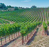 Springtime in the vineyard with rows of vines showing new growth. Sonoma County, California. Vitis vinifera, Vitaceae.