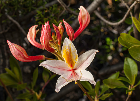 Western Azalea, Rhododendron occidentale, The Cedars, Sonoma County, California; This is a Serpentine Rock area. Ericaceae.