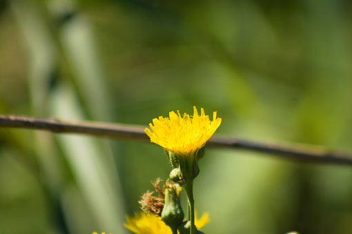 Close-up of spiny sowthistle flower with green blurred background